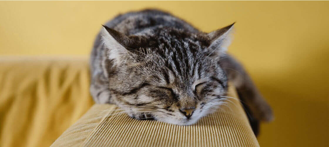 cat sleeping